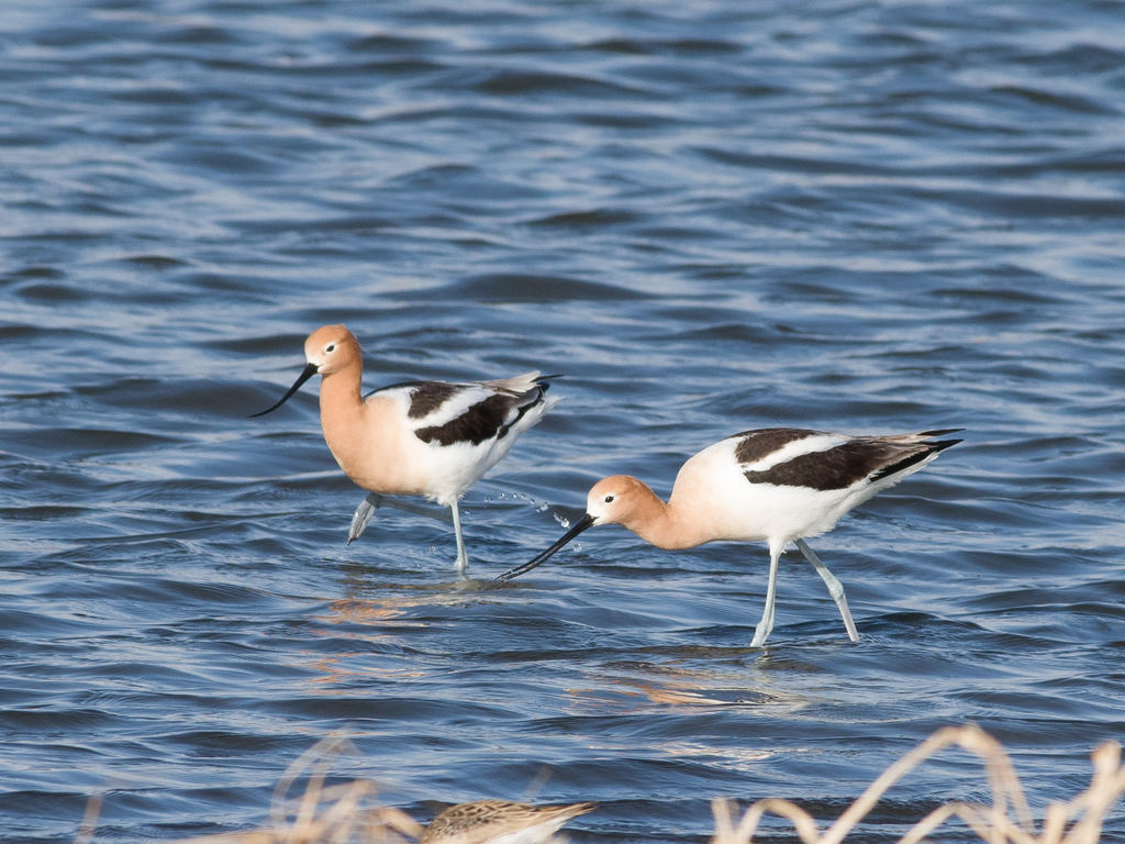 2AmericanAvocet