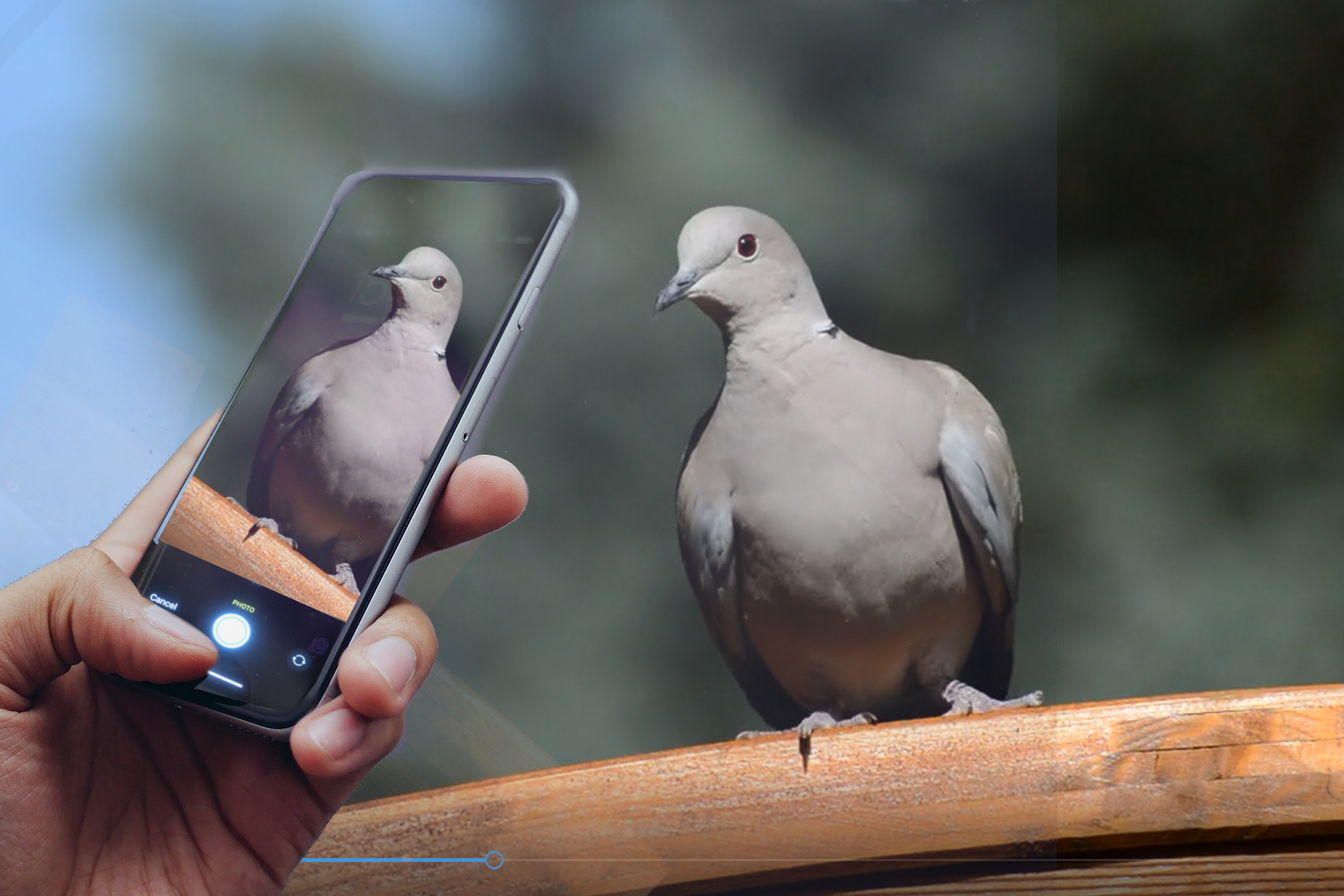 phone-DOVE