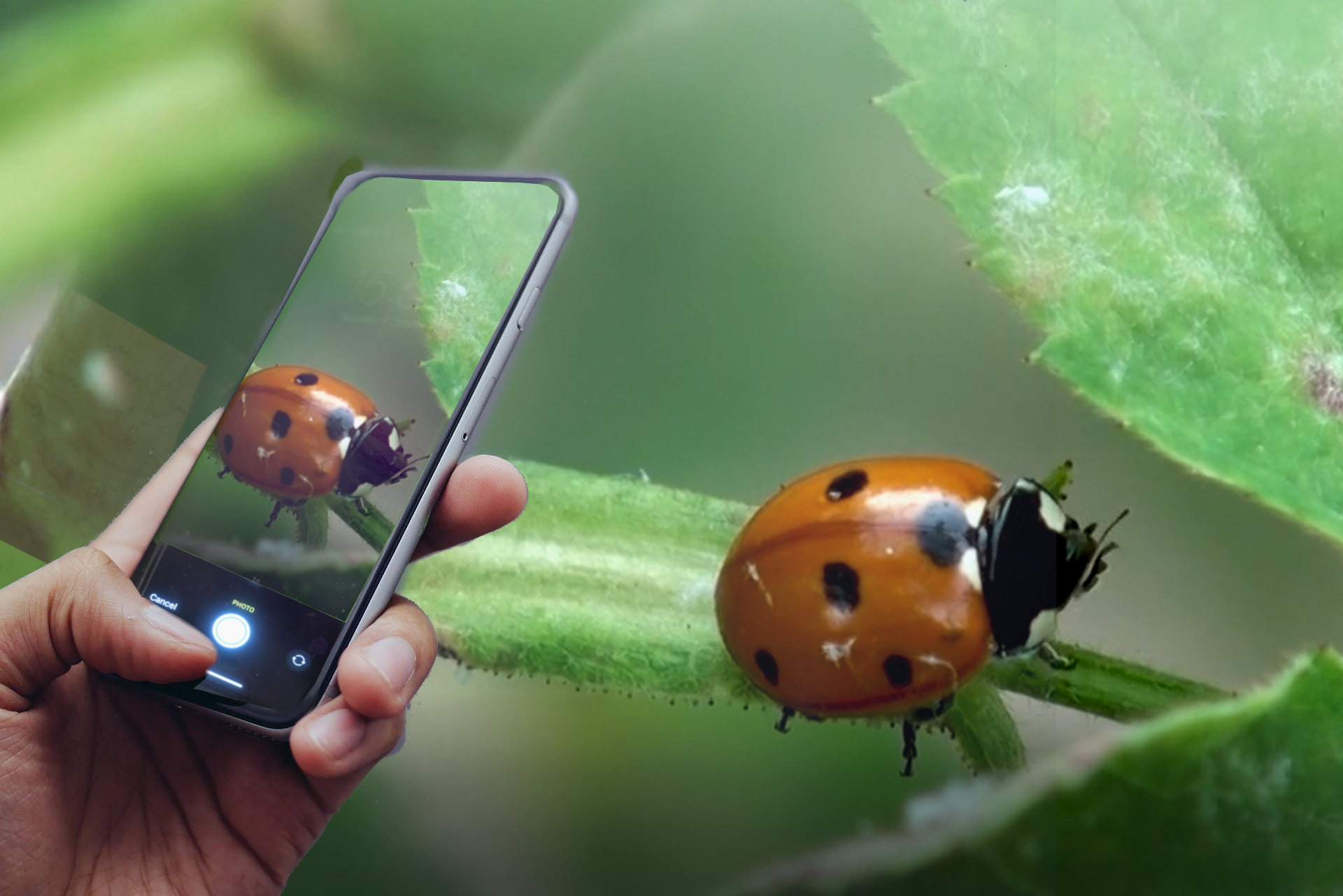 phone-ladybug